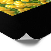 Poster des Tulipes du jardin (Coin)