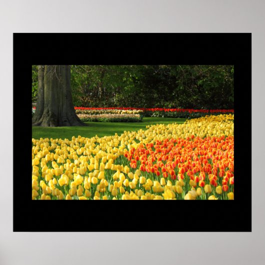 Poster des Tulipes du jardin (Devant)