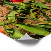 Poster des Tulipes du printemps (Coin)