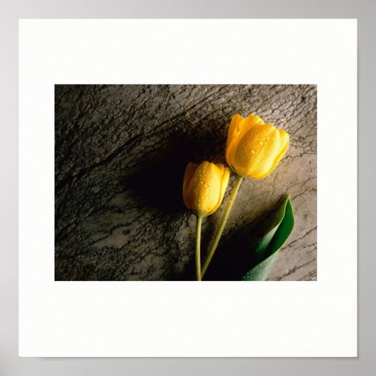 Poster des Tulipes Jaunes (Devant)