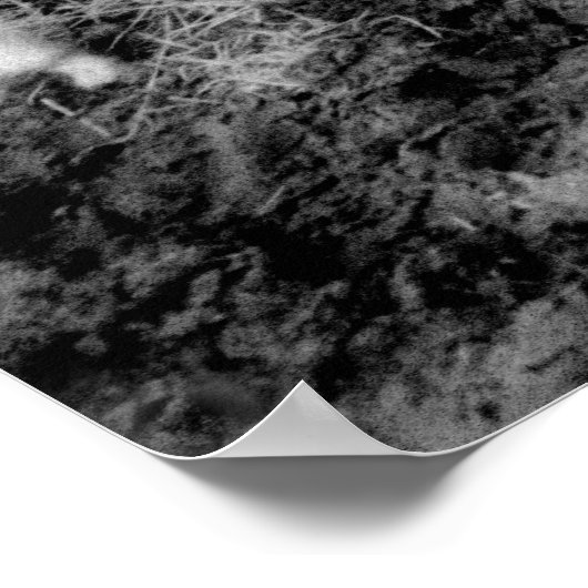 Poster des vaches (Coin)