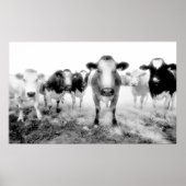 Poster des vaches (Devant)