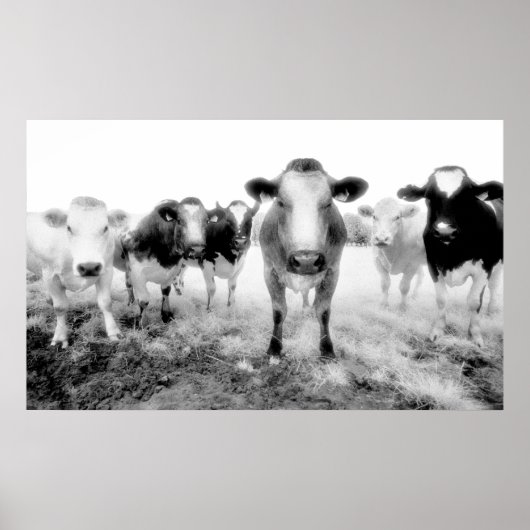 Poster des vaches (Devant)