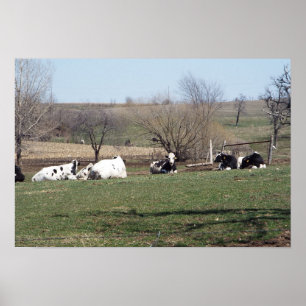 Poster des vaches se reposant dans les champs