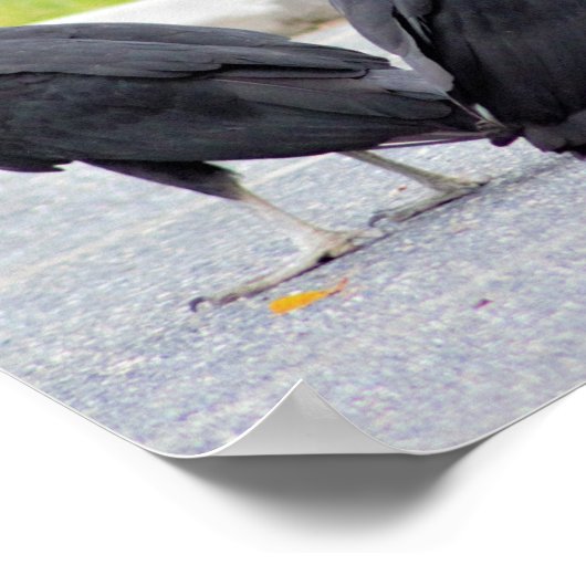 Poster des vautours (Coin)