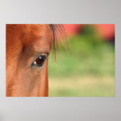Poster des yeux de cheval (Devant)