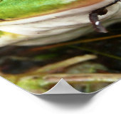 Poster des yeux de grenouille (Coin)