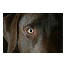 Poster des yeux du laboratoire de chocolat