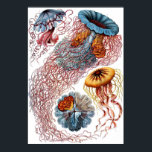 Poster Désamorcer<br><div class="desc">Une assiette de "Kunstformen der Natur" d'Ernst Haeckel (1899),  représentant Discomedusae.</div>