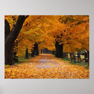 Poster Descendre le chemin de la mémoire de l'automne