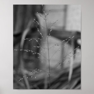 Poster Deschampsia flexuosa