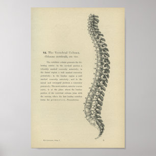 Poster Description of the Vertebral Column