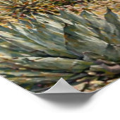 Poster Desert Botanical Garden Cactus & Succulent  (Coin)