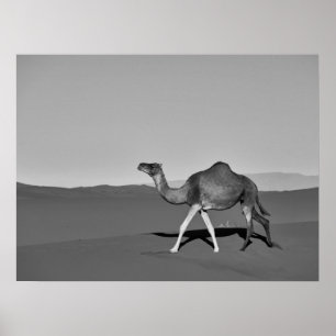 Poster Desert Camel Walking noir et blanc