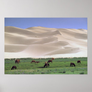 Poster Désert de Gobi   Chevaux sauvages