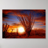 Poster Désert de Sonora, Arizona (Devant)