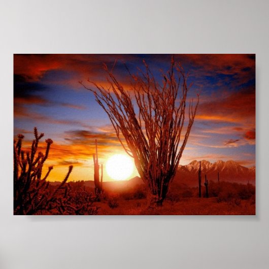 Poster Désert de Sonora, Arizona (Devant)