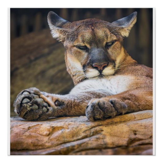 Poster Desert Monarch: The Resting Cougar (Devant)