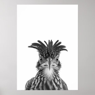 Poster Desert Road Rund Bird Portrait