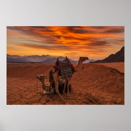Poster Deserts | Bactrian Camel Egypt Sand Dune (Devant)
