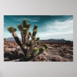 Poster Deserts   Cholla