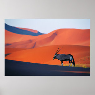Poster Deserts   Namib Desert Oryx