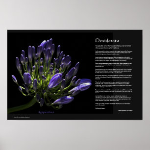 Poster Desiderata - Agapanthus, Lys Africains