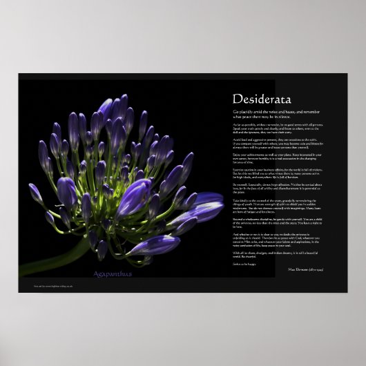 Poster Desiderata - Agapanthus, Lys Africains (Devant)