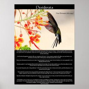 Poster Desiderata Hummingbird bourdonne une fleur