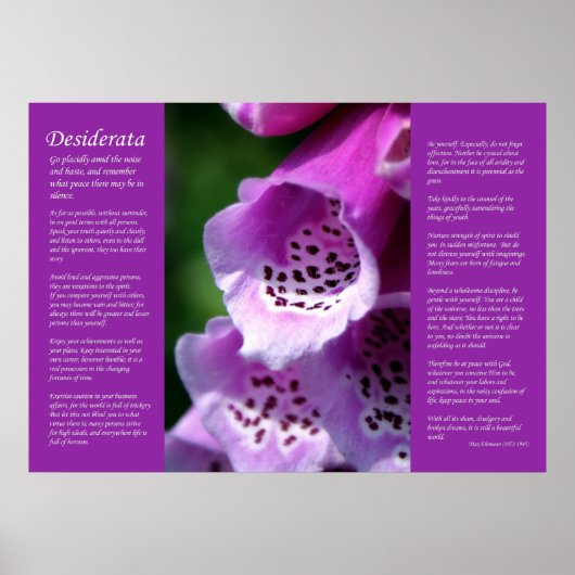 Poster Desiderata - Violet Foxglove (Devant)