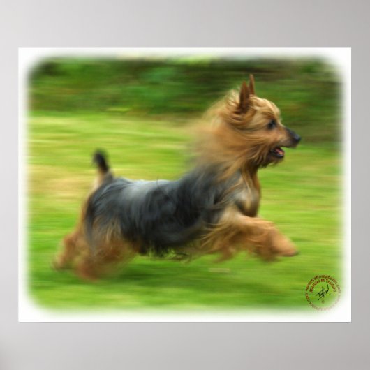 Poster Design australien Silky Terrier (Devant)