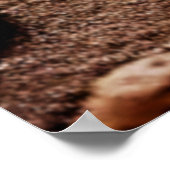 Poster Design coloré Gecko Rocks (Coin)