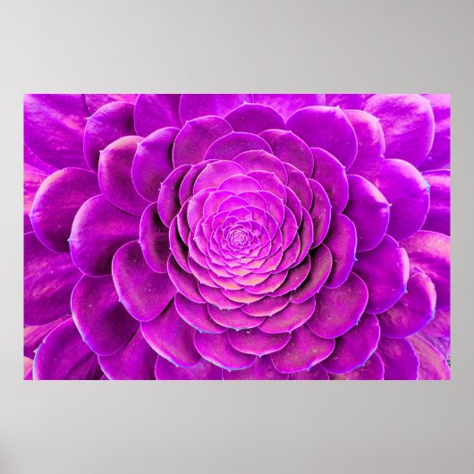 Poster Design de fleur de cactus (Devant)