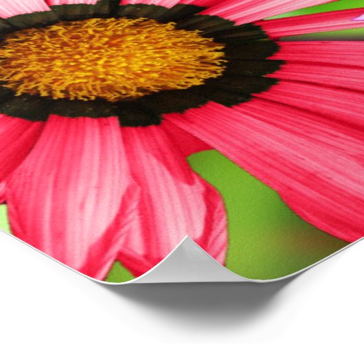 Poster Design fleuri gerbera coloré (Coin)