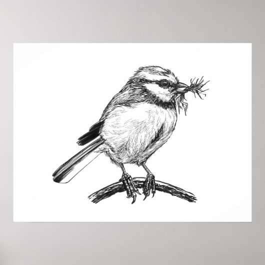 Poster Dessin à l'encre de mésange bleue (Devant)
