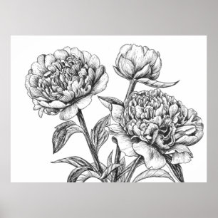 Poster Dessin à l'encre de pivoine