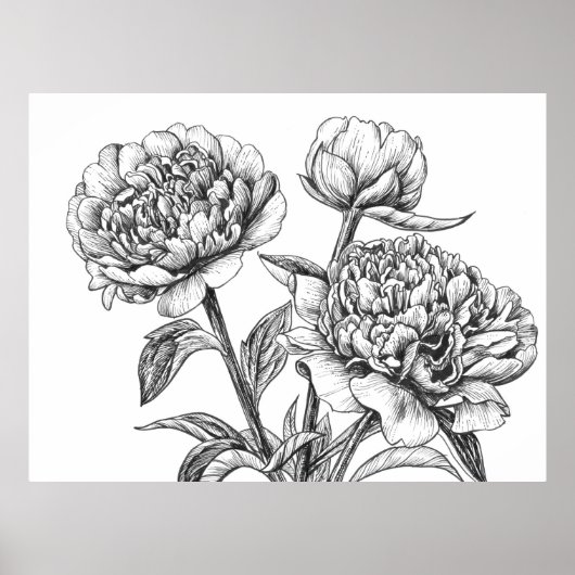 Poster Dessin à l'encre de pivoine (Devant)