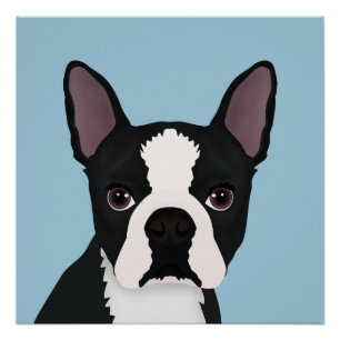 Poster dessin animé de boston terrier