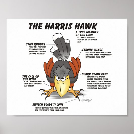 Poster Dessin animé de la buse de Harris (Devant)