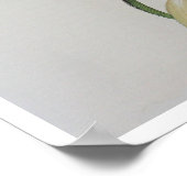 Poster Dessin antique Ananas Comosus (Coin)