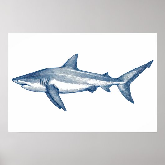 Poster Dessin antique du grand requin blanc (Devant)