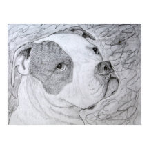 Dessin au crayon d'art pour animaux de compagnie B