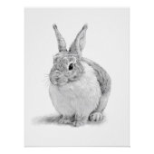 Poster Dessin au crayon de lapin mignon (Devant)
