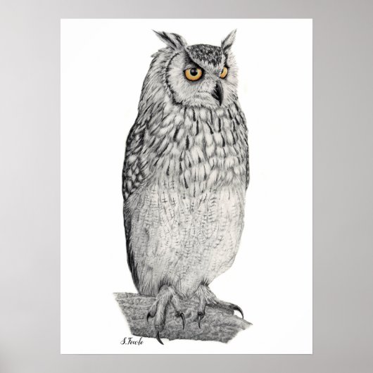 Poster Dessin au crayon Eagle Owl (Devant)