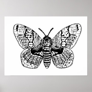 Poster Dessin Brahmin moth