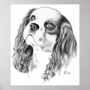 Poster Dessin Cavalier King Charles