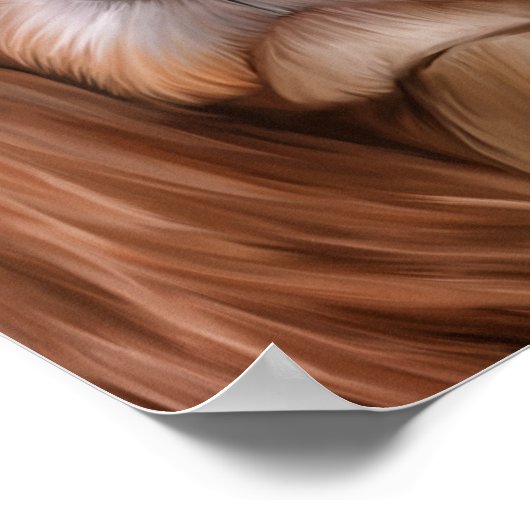 Poster Dessin Chien Cavalier King Charles Spaniel (Coin)