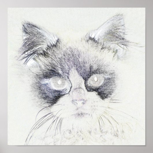 Poster Dessin crayon de chat (Devant)