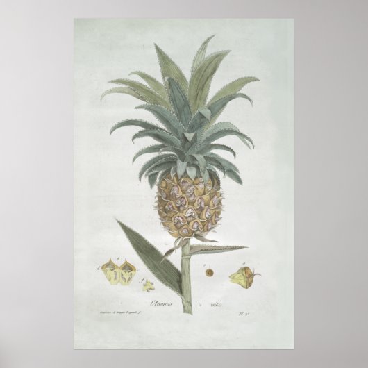 Poster Dessin d'ananas Vintage rétro (Devant)