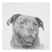 Dessin d'art Pitbull American Staffordshire Terrie
